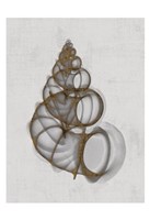 Wentletrap Shell Fine Art Print