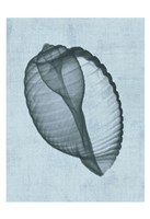 Banded Tun Shell (light blue) Fine Art Print