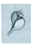 Channelled Whelk (light blue) Fine Art Print