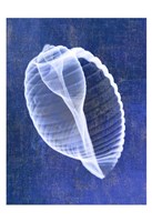 Banded Tun Shell (indigo) Fine Art Print