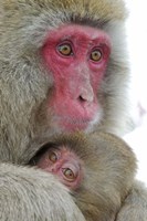 Baby Snow Monkey Clinging to Mother, Jigokudani Monkey Park, Japan Fine Art Print