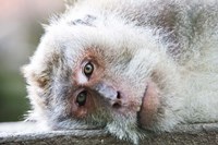 Ubud, Bali, Indonesia, Sacred monkey forest Fine Art Print