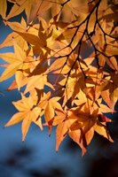 Autumn maples on grounds of Hiroshima Castle, Japan Fine Art Print