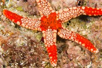 Sea Star, Banda Island, Indonesia Fine Art Print