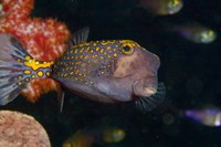 Spotted Boxfish, Banda Sea, Indonesia Fine Art Print