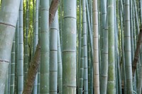 Bamboo Forest, Kyoto, Japan Fine Art Print