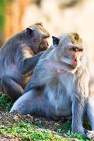 Bali, Indonesia, monkeys run in the Uluwatu temple Fine Art Print