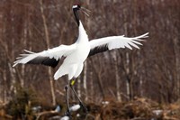 Japanese crane, Hokkaido, Japan Fine Art Print