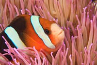 Anemonefish, Scuba Diving, Tukang Besi, Indonesia Fine Art Print