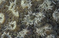 Coral Polyps Feeding, Papua, Indonesia Fine Art Print