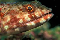 Lizardfish, Indonesia Fine Art Print