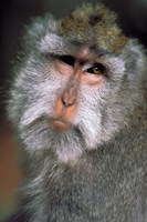 Long Tailed Macaques, Sacred Monkey Forest, Ubud, Bali, Indonesia Fine Art Print