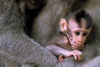 Indonesia, Bali, Ubud, Long tailed macaque Fine Art Print