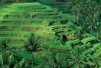 Bali, Tegallalan, Rice Terrace Fine Art Print