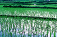 Rice Cultivation, Bali, Indonesia Fine Art Print