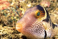 Sharpnose Puffer, Indonesia Fine Art Print