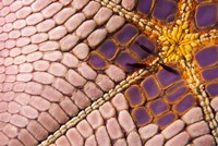 Shrimp on Cushion Star, Indonesia Fine Art Print