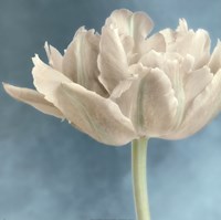 18" x 18" White Tulip Art