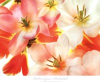 Tulips 2 Fine Art Print