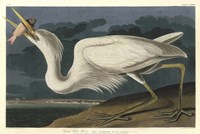 Great White Heron Fine Art Print