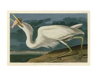 Great White Heron Fine Art Print