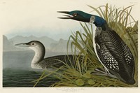 Great Northern Diver or Loon Fine Art Print