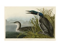 Great Northern Diver or Loon Fine Art Print