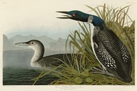 Great Northern Diver or Loon by John James Audubon - 36" x 24"