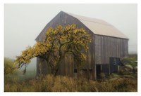 Golden Promises Fine Art Print