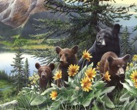 Basking in the Balsams Fine Art Print