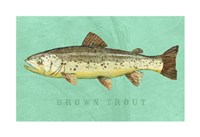 Brown Trout Fine Art Print