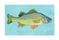 White Perch Fine Art Print