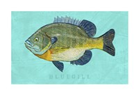 Bluegill Fine Art Print