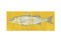Striped Bass Fine Art Print