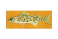 Walleye Fine Art Print