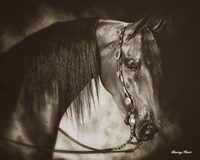 Desert Arabian Fine Art Print