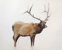 Elk Fine Art Print