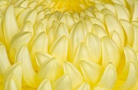 Chrysanthemum Flowers, Ise Shrine, Mie, Japan Fine Art Print