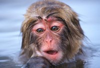 Japan, Nagano, Jigokudani, Snow Monkey in Hot Spring Fine Art Print