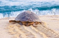 Loggerhead Turtle, Nagata, Kagoshima, Yakushima, Japan Fine Art Print