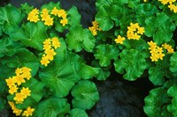 Yezo Ryu-Kinka (Marsh Marigold), Daisetsuzan NP, Hokkaido, Japan Fine Art Print