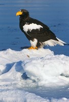 Japan, Hokkaido, Raus, Steller's Sea Eagle Fine Art Print