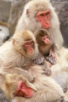 Japan, Nagano, Jigokudani, Snow Monkey Family Fine Art Print