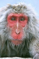 Snow Monkey, Japanese Macaque, Nagano, Japan Fine Art Print