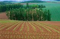 Sugar Beet Field, Biei, Hokkaido, Japan Fine Art Print