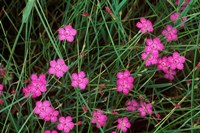 Nadeshiko (Wild Pinks), Daisetsuzan NP, Hokkaido, Japan Fine Art Print