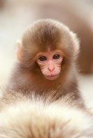 Japan, Nagano, Jigokudani, Snow Monkey Baby Fine Art Print
