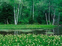 Mitsugashiwa, Norikura, Nagano, Japan Fine Art Print