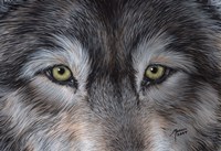 Eyes of the Wolf Fine Art Print
