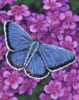 Eastern Tailed Blue Butterfly Fine Art Print
